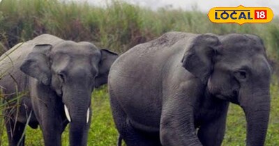 हाथियों का दल क्षेत्र में सक्रिय है.