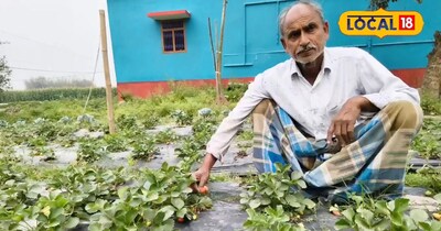 पूर्णिया रहुवा मिल्क के किसान रहमत बाड़ी स्ट्रॉबेरी खेती से कमाते मुनाफा