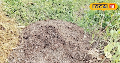 बकरी का गोबर खेतों के लिए है बेहद फायदेमंद 