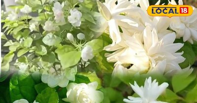 मोगरा फूल 