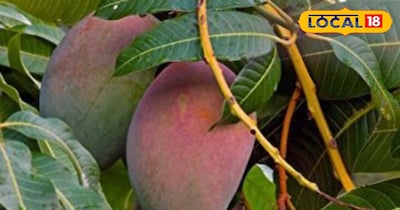 रेड सेंदुरी, केसर आम की बाग़ 