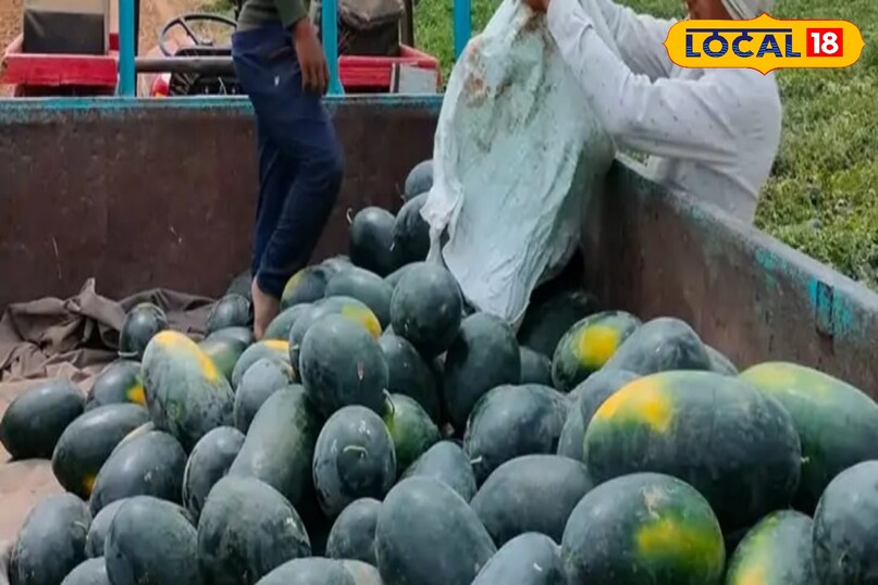 रस चूसने वाले कीट बनते हैं बड़ी समस्या