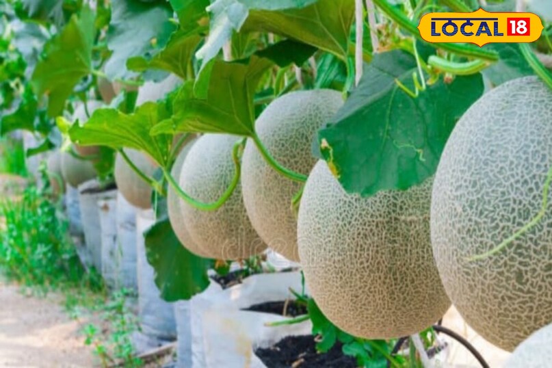 फल मक्खी और लीफ माइनर से भी खतरा