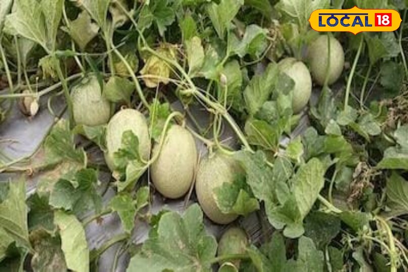 नीम के तेल का करें नियमित छिड़काव