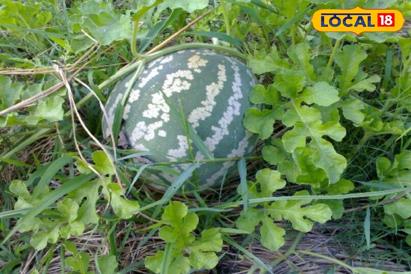 येलो स्टिकी ट्रैप लगाना भी फायदेमंद