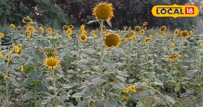 सूरजमुखी 