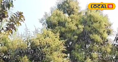 आम में मंजर