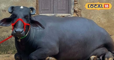 पशुपालन।