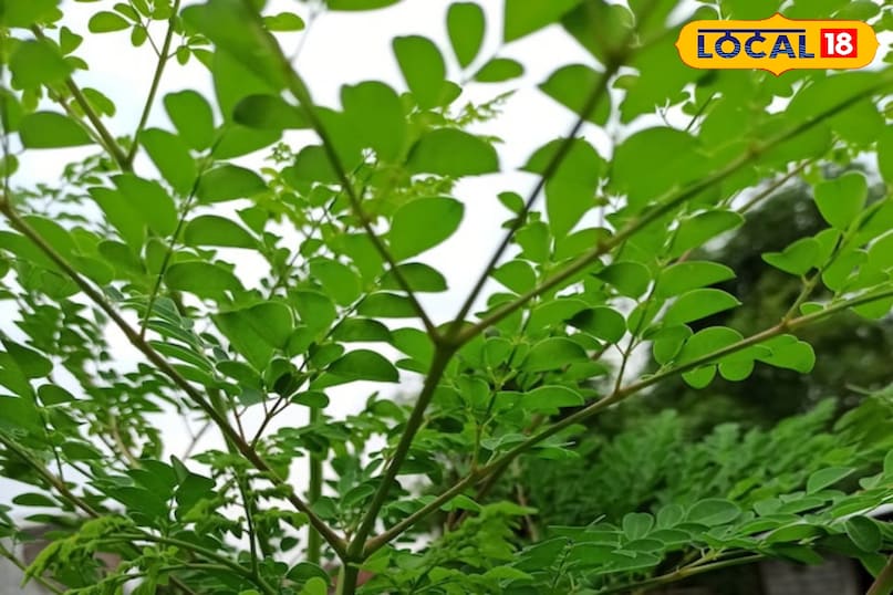 हृदय और सुगर प्रबंधन में फायदेमंद।