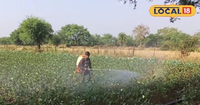 भिंडी की खेती 