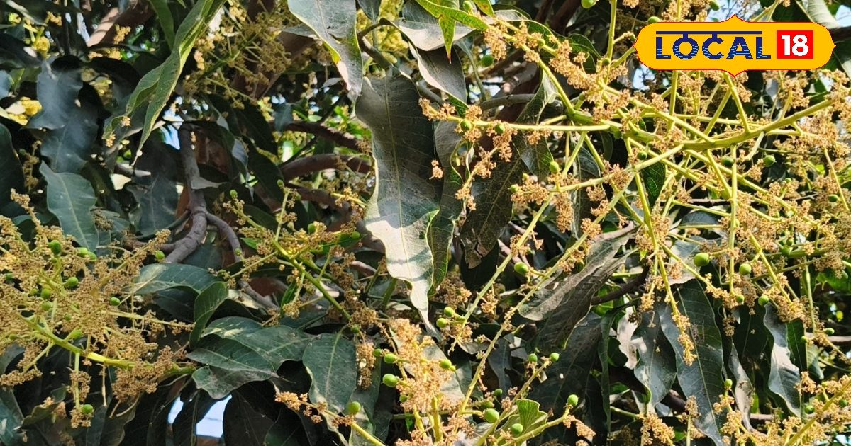 आम के पेड़ों पर बौर आते ही कीड़े लगने का खतरा! ठीक समय पर नहीं किया इस दवा का छिड़काव, तो नहीं मिलेंगे ताजे फल