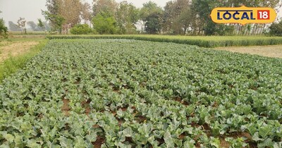 गोभी की खेती.