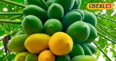 पपीता की तस्वीर