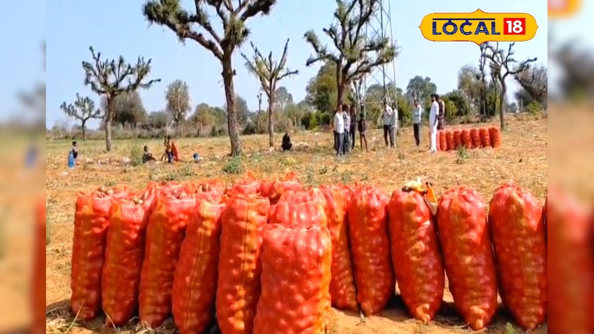 शेखावाटी का मीठा लाल प्याज पड़ा सस्ता, 6-7 रुपये किलो भाव से किसान परेशान