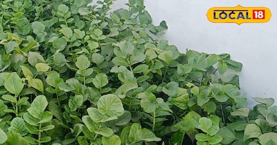 किचन गार्डन 