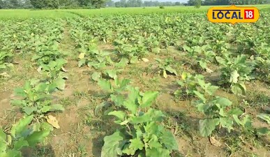 अररिया के इस किसान से सारी बैंगन की खेती करके के सही विधि <br><br>दिलखुश कुमार झ