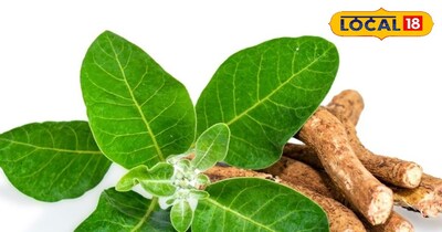 महंगे कैप्सूल नहीं, सस्ती अश्वगंधा की जड़ भी दे सकती है सेहत के बड़े फायदे