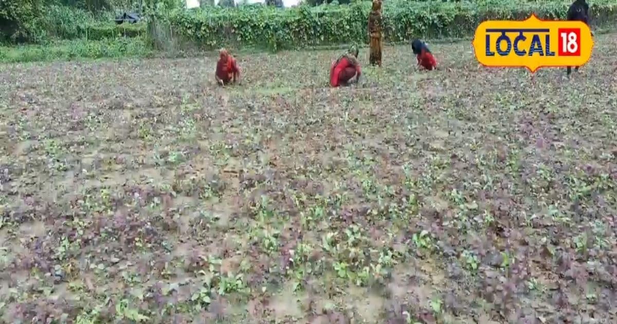 इस साग की खेती किसानों को बना देगी मालामाल, सिर्फ 30 दिन में होगी बंपर कमाई, जानें नाम और तरीका