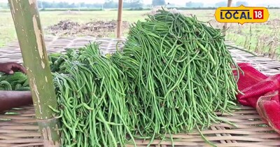 अररिया के मोहम्मद आलम ने लोबिया की खेती से 10 हजार की लागत में कमाए 90 हजार रुपये मासिक.