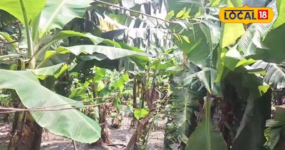 केला की खेती से सीजन में करते हैं 04 लाख रुपए की कमाई <br>दिलखुश कुमार झा अररिया