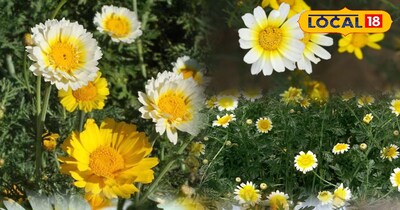 गार्डेनिंग टिप्स 