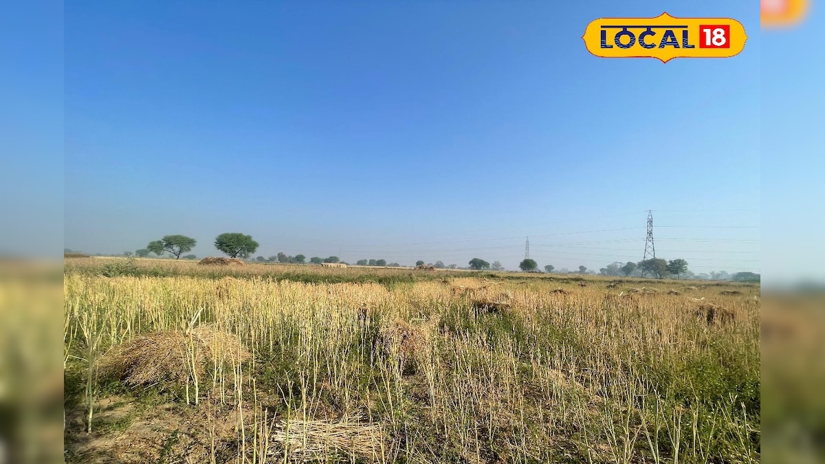 धौलपुर में सरसों कटाई का सीजन शुरू, किसान बरतें सावधानी वरना झड़ सकते हैं दाने और घट सकती है पैदावार