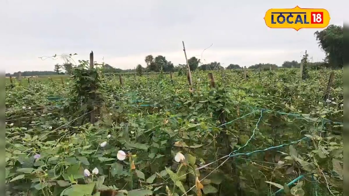 किसानों के लिए ATM है ये सब्जी की खेती, एक बार लगाओ सालभर होगी नोटों की बारिश, जानिए कैसे करें
