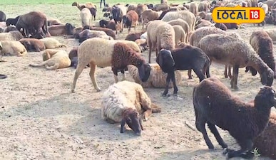 सुपौल के सदानंद मंडल का 'मोबाइल ATM': 500 भेड़ों से लाखों की कमाई.