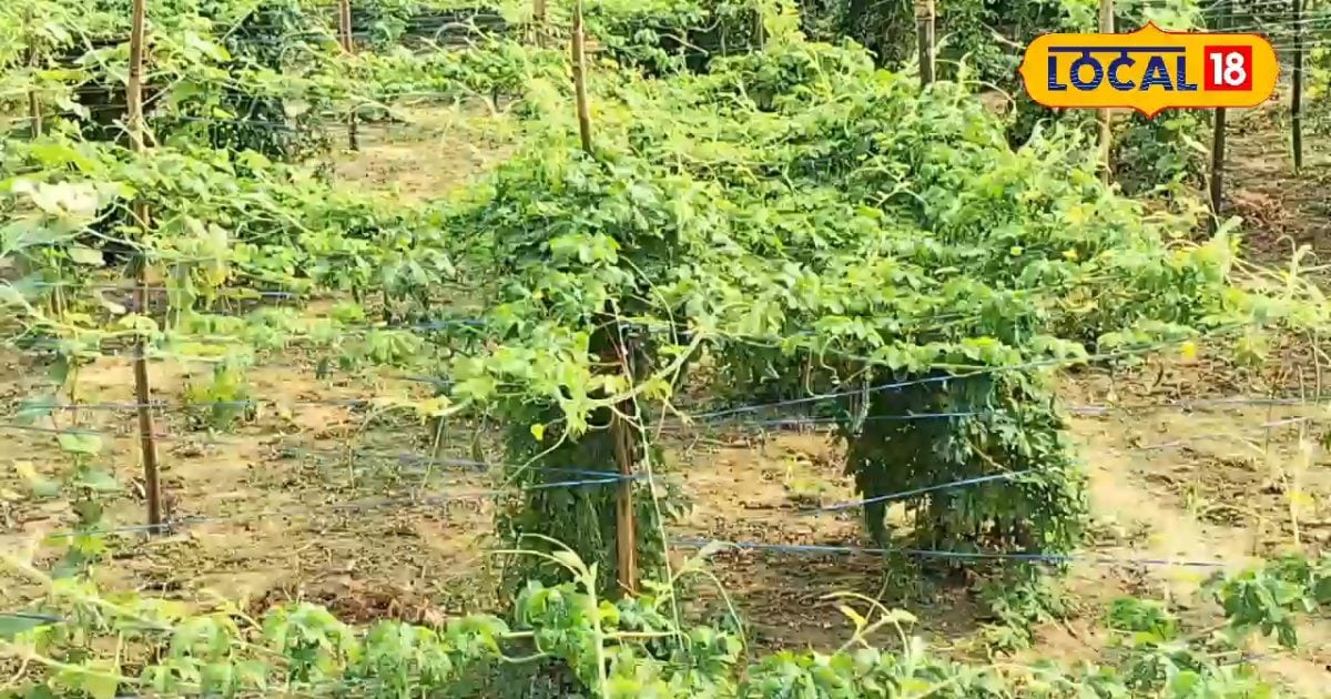 20 हजार की लागत में 2 लाख की कमाई, इस सब्जी की खेती से किसानों को बना रही मालामाल