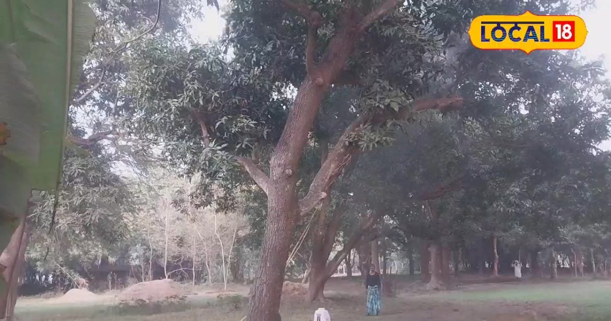 गर्मी के मौसम आते ही आम की फसलों पर मंडराया संकट, समय पर नहीं द‍िया ध्‍यान तो लाखों का होगा नुकसान, जानें एक्सर्ट से ये सलाह