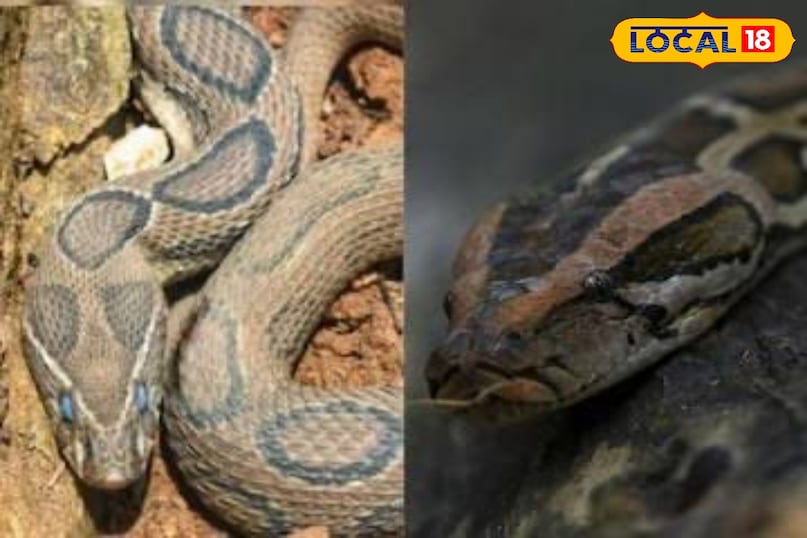 Python Vs Rusell Viper अजगर समझने की गलती न करें! ये हो सकता है खतरनाक रसेल वाइपर, जानें पहचान ...