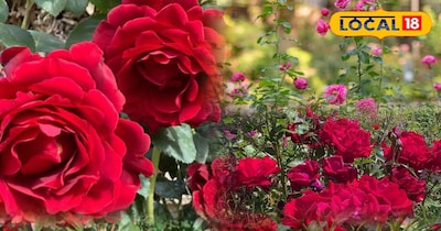 गुलाब की खेती