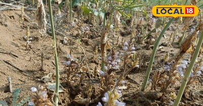 सरसों की फसल 