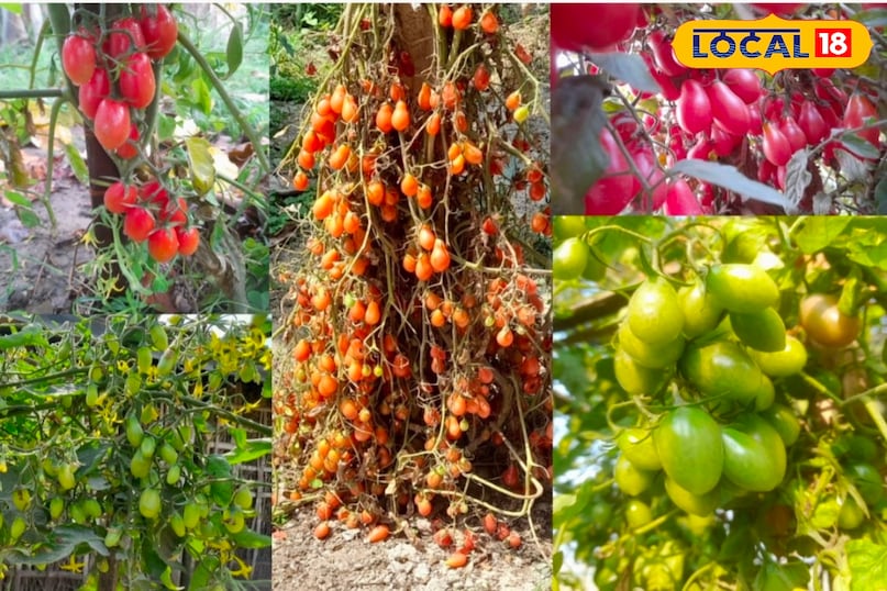टमाटर 