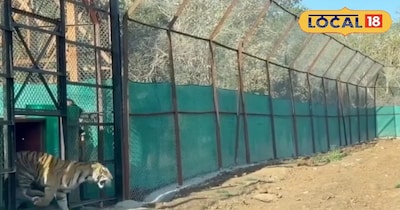 मुकंदरा टाइगर रिजर्व में बढ़ी बाघों की संख्या