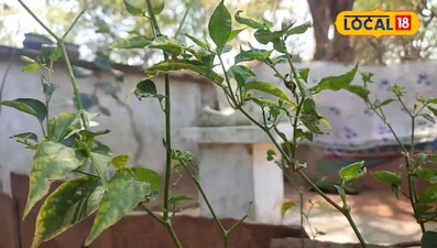 बाजार में कम मिलती है बस्तर की धान मिर्च, घर में ऐसे करें खेती