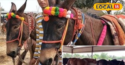 घोड़े और खच्चर 