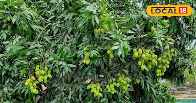 भोजपुर में भी मिल रहा मुजफ्फरपुर की पहचान शाही लीची का पौधा, किसान नर्सरी में उप