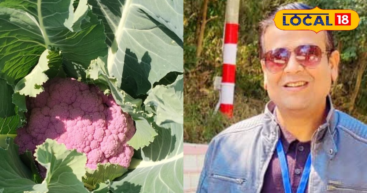 रंग बैंगनी, फायदे अनगिनत! इम्यूनिटी बढ़ाने से लेकर स्किन चमकाने तक…पर्पल गोभी है फायदेमंद