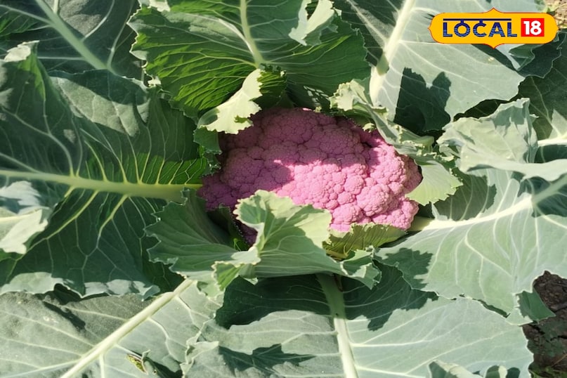 অনেক উপায়ে সেবন করা যায়