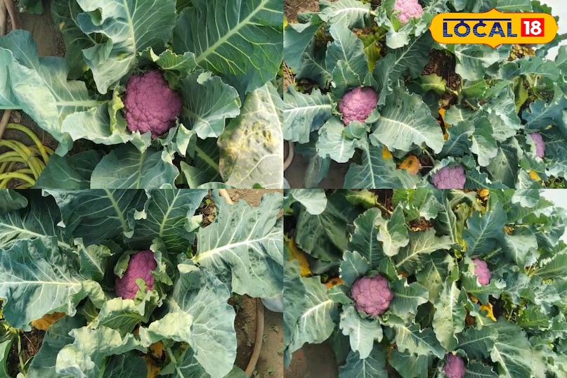 অ্যান্টিঅক্সিডেন্ট সমৃদ্ধ সবজি 