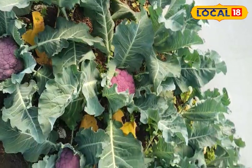 পরিপাকতন্ত্রকে শক্তিশালী করে