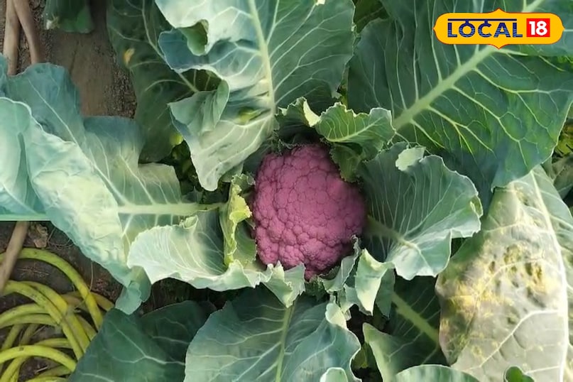 ওজন কমাতে সহায়ক 