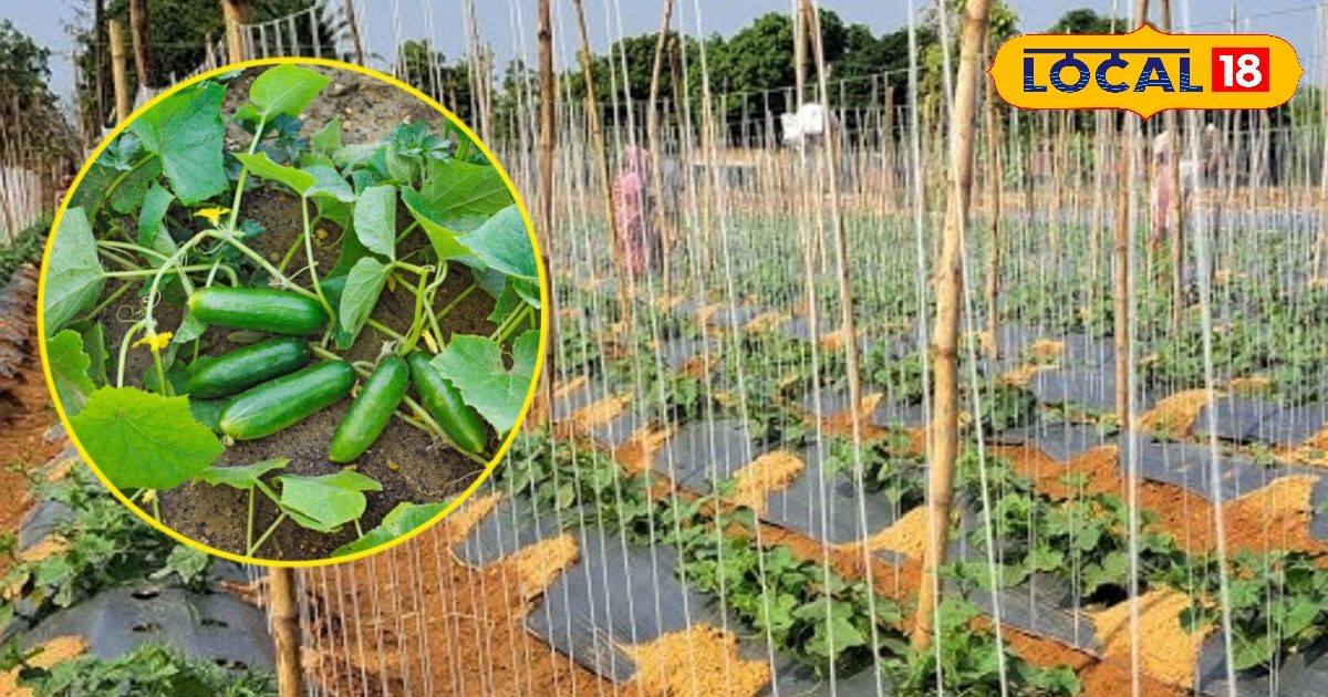ATM हैं खीरे की ये 2 किस्म! 45 दिन में तैयार, किसान हो जाएंगे मालामाल
