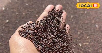 खैरथल मंडी सरसों भाव 11 मार्च 2026