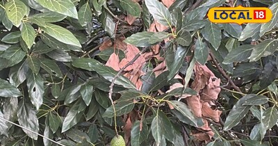 कुल्लू में पेड़ पर लगा एवोकाडो का फल