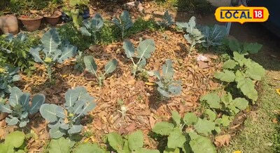 Gardening Tips - बींस से लेकर पत्तागोभी और ब्रोकली तक, 45 दिनों में सब्जी से लद