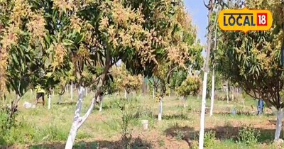 पेड़ों की जड़ में लगा चूना