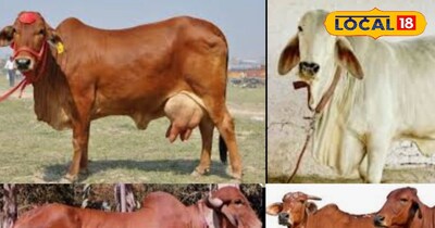 गाय की चार बेहतरीन नस्ले 
