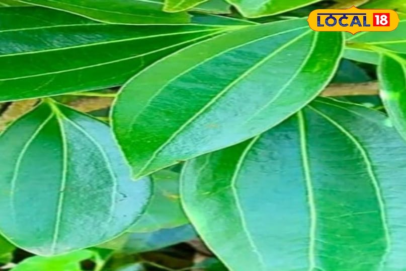 Moradabad news, hindi news, local news, up news, मुरादाबाद समाचार, हिंदी समाचार, लोकल समाचार, यूपी समाचार।